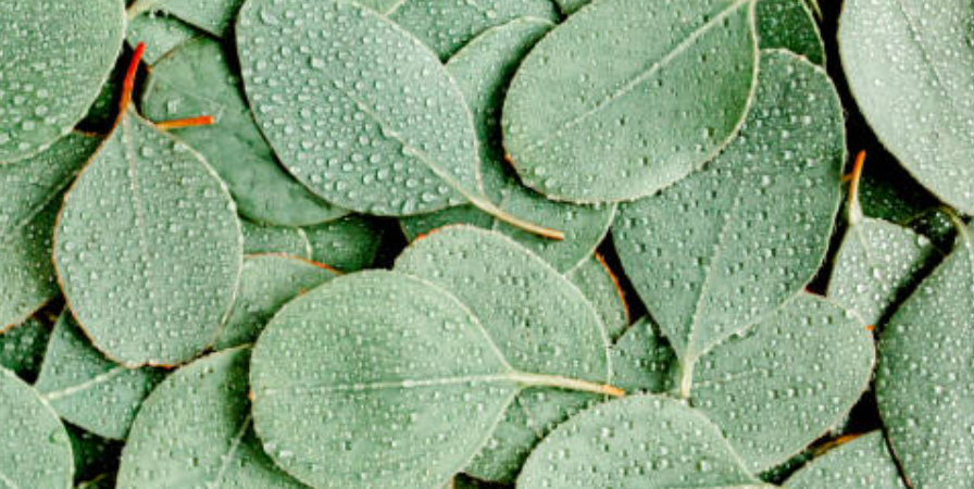 The Benefits Of Eucalyptus, Lavender, and Tree Oil